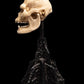 The Lord of the Rings - Skull of Lurtz Miniature Skull