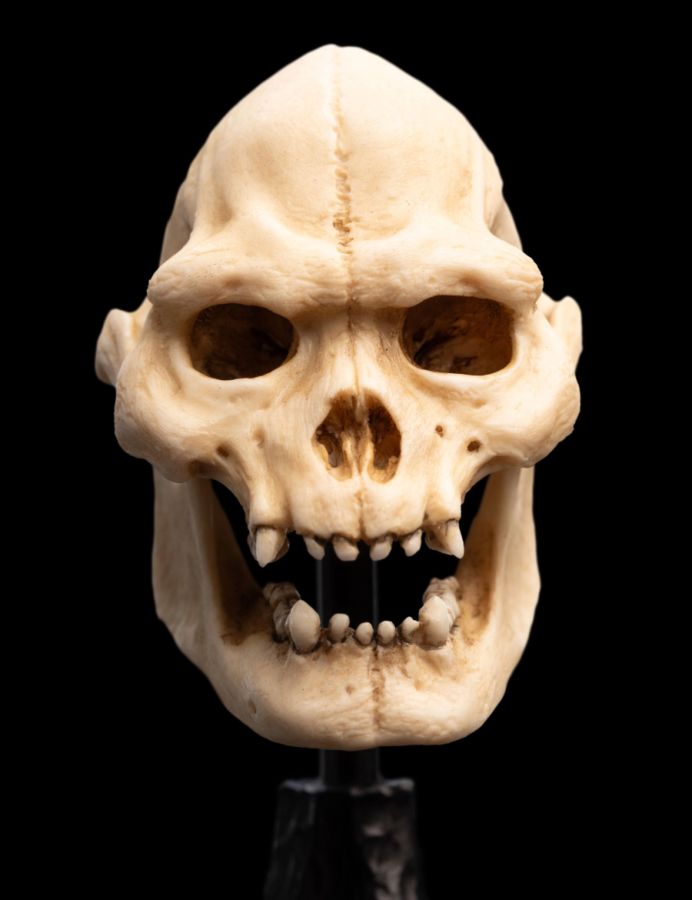 The Lord of the Rings - Skull of Lurtz Miniature Skull