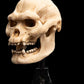 The Lord of the Rings - Skull of Lurtz Miniature Skull