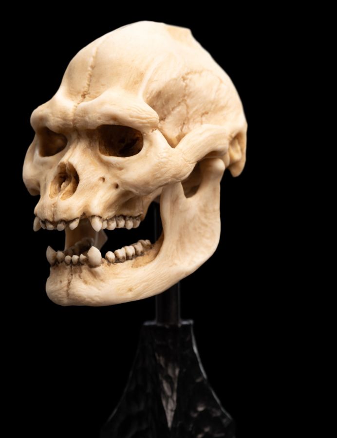 The Lord of the Rings - Skull of Lurtz Miniature Skull