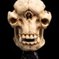 The Lord of the Rings - Skull of a Cave Troll Miniature Skull