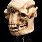 The Lord of the Rings - Skull of a Cave Troll Miniature Skull