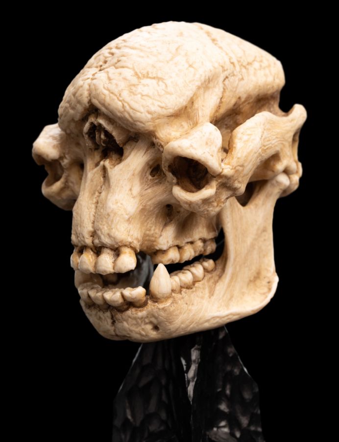 The Lord of the Rings - Skull of a Cave Troll Miniature Skull