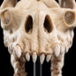 The Lord of the Rings - Skull of a Fell Beast Miniature Skull