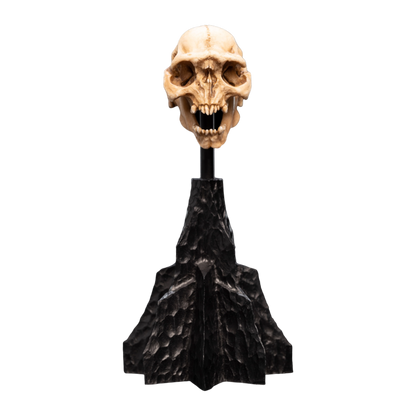 The Lord of the Rings - Skull of a Moria Orc Miniature Skull