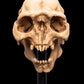 The Lord of the Rings - Skull of a Moria Orc Miniature Skull