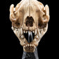 The Lord of the Rings - Skull of a Warg Miniature