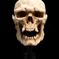 The Lord of the Rings - Skull of a Mordor Orc Miniature